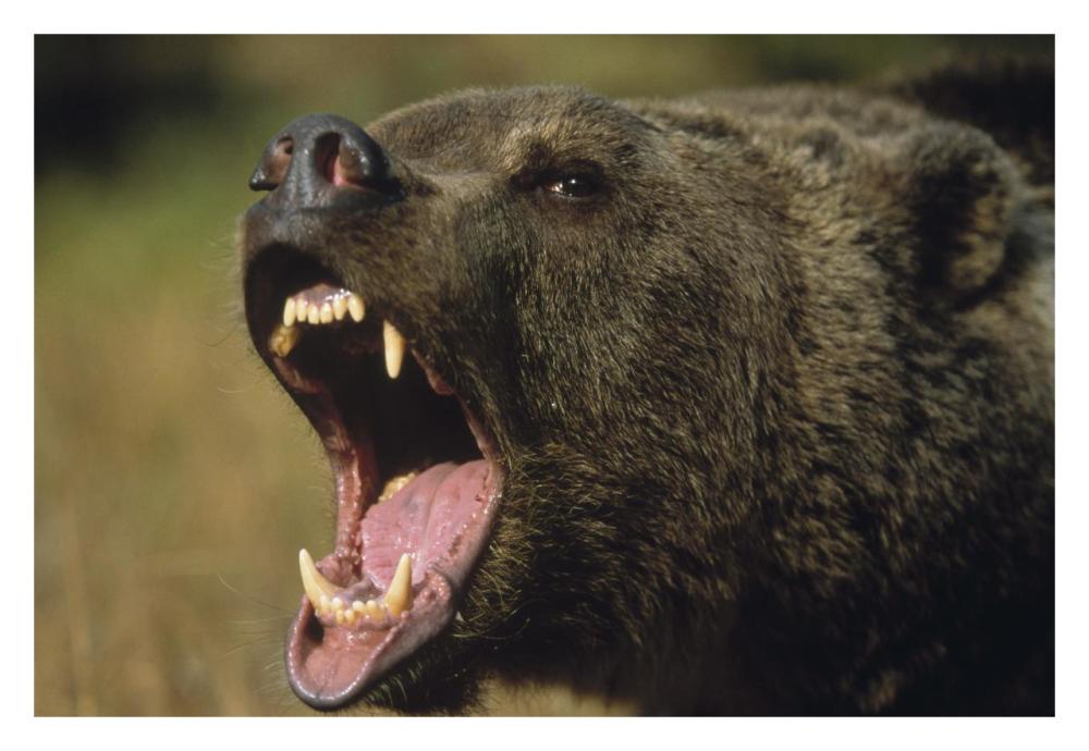 Grizzly Bear calling, North America-Paper Art-32"x22"