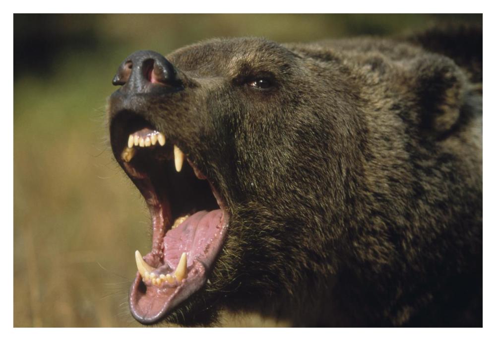 Grizzly Bear calling, North America-Paper Art-38"x26"
