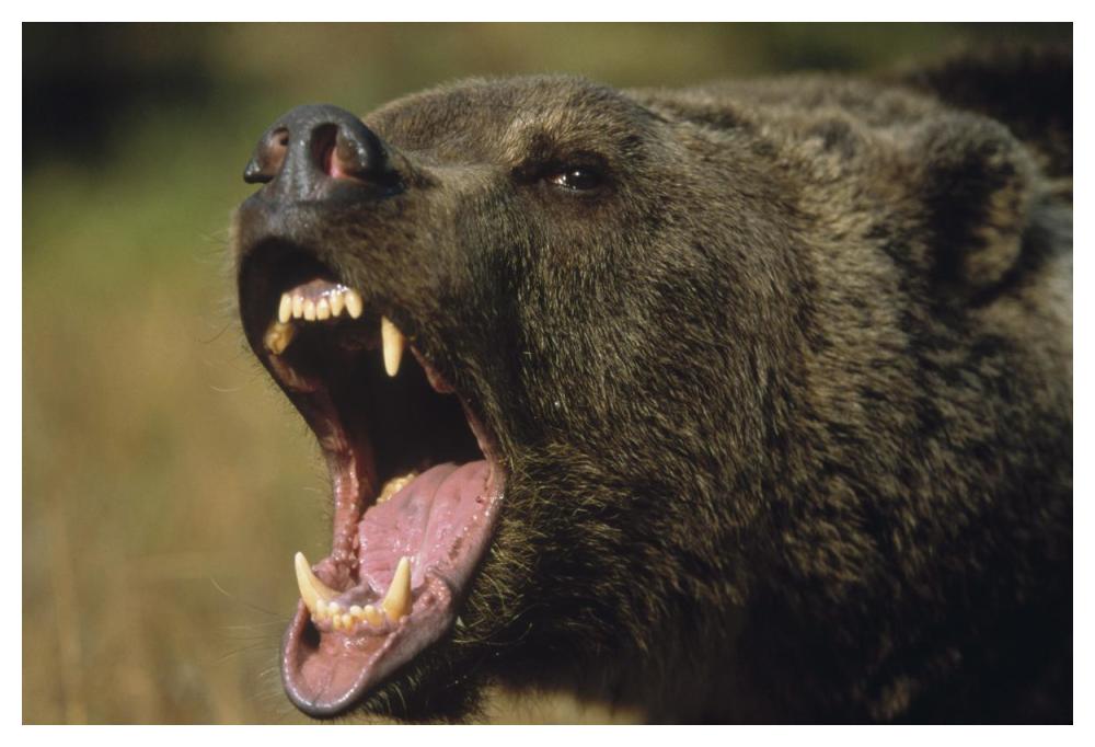 Grizzly Bear calling, North America-Paper Art-50"x34"