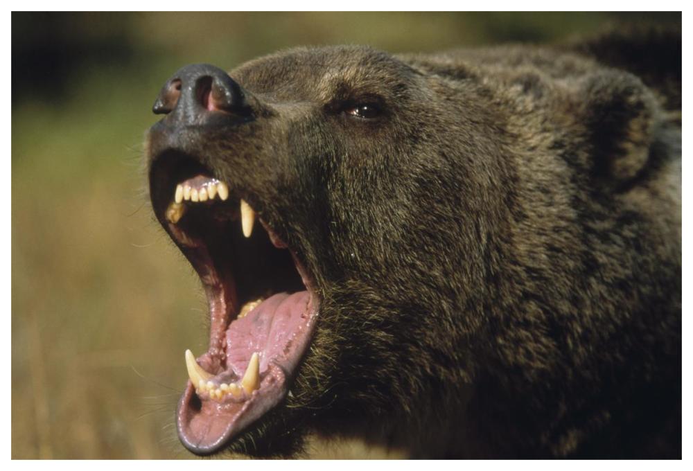 Grizzly Bear calling, North America-Paper Art-62"x42"