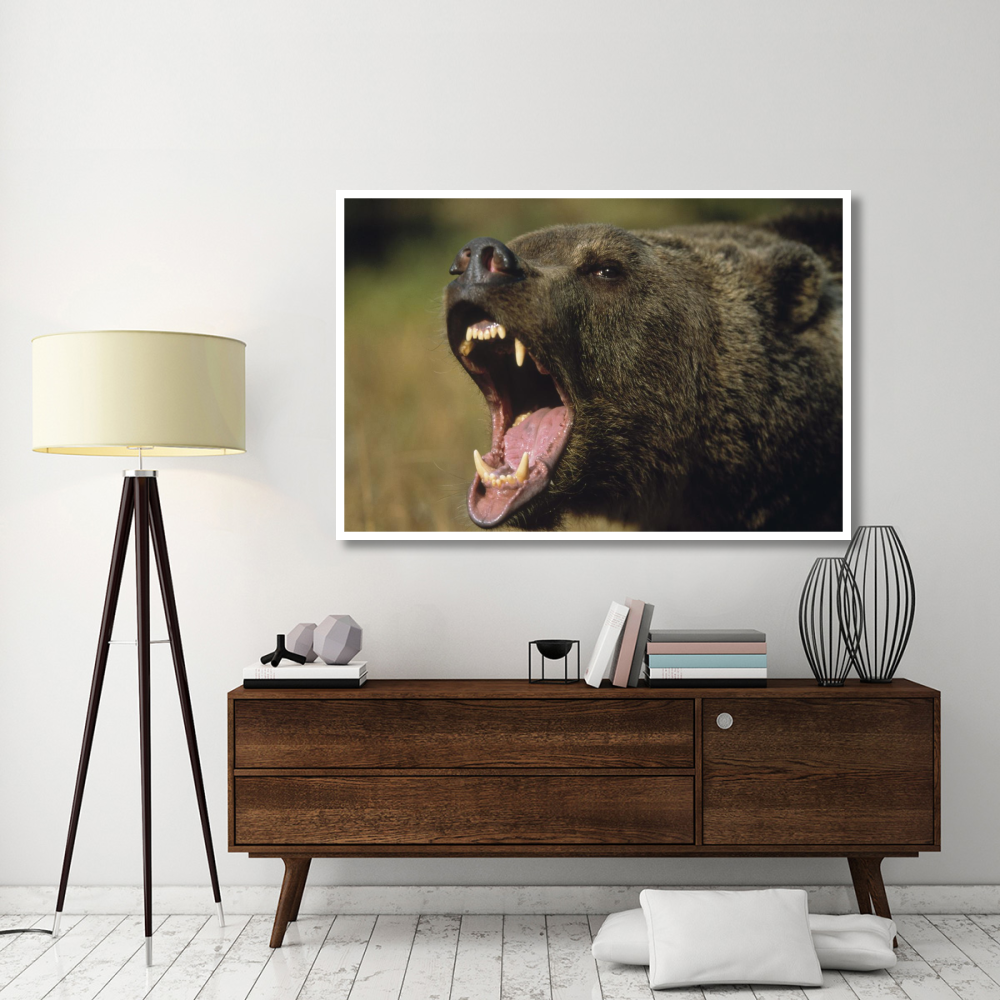 Grizzly Bear calling, North America-Paper Art-62&quotx42"