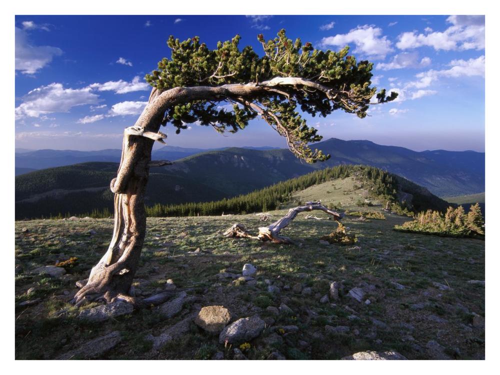 Bristlecone pine, Mt Evans, Colorado-Paper Art-34"x26"