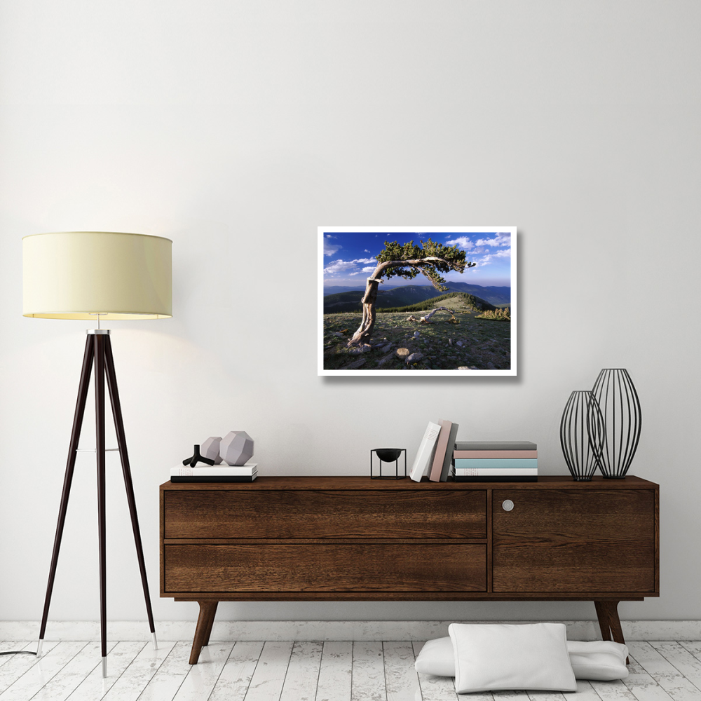 Bristlecone pine, Mt Evans, Colorado-Paper Art-34&quotx26"