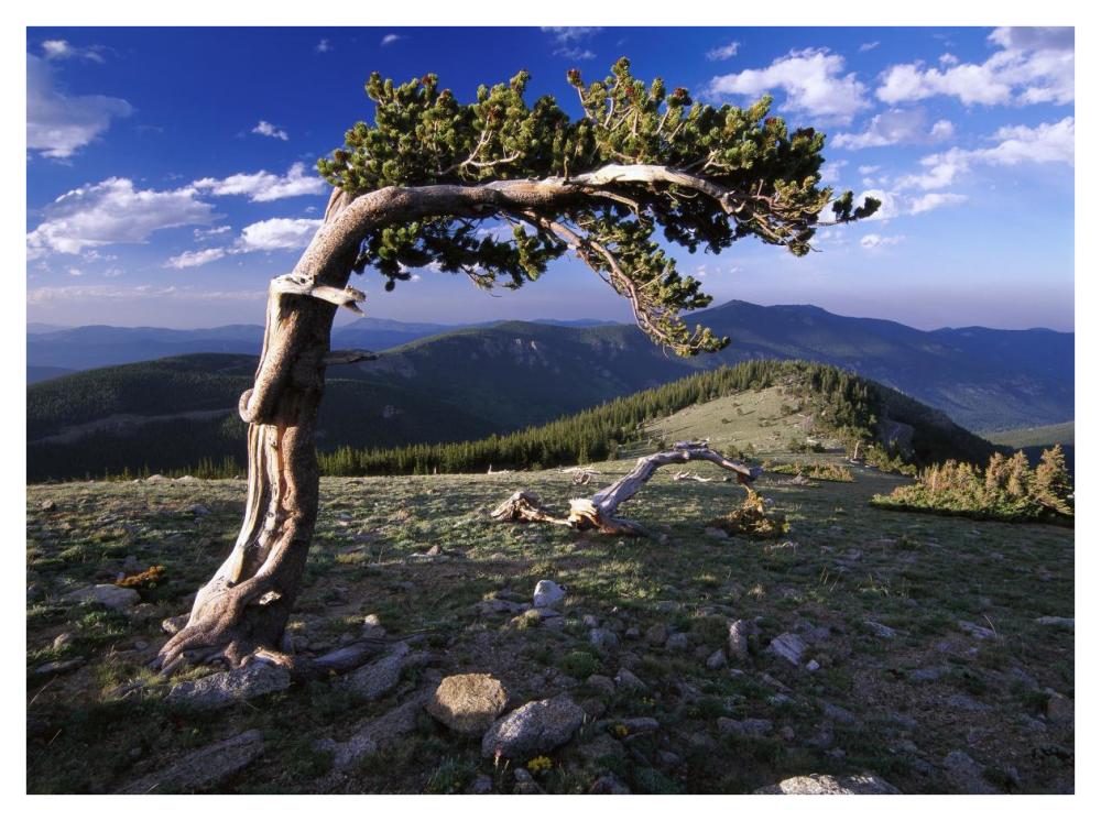 Bristlecone pine, Mt Evans, Colorado-Paper Art-42"x32"