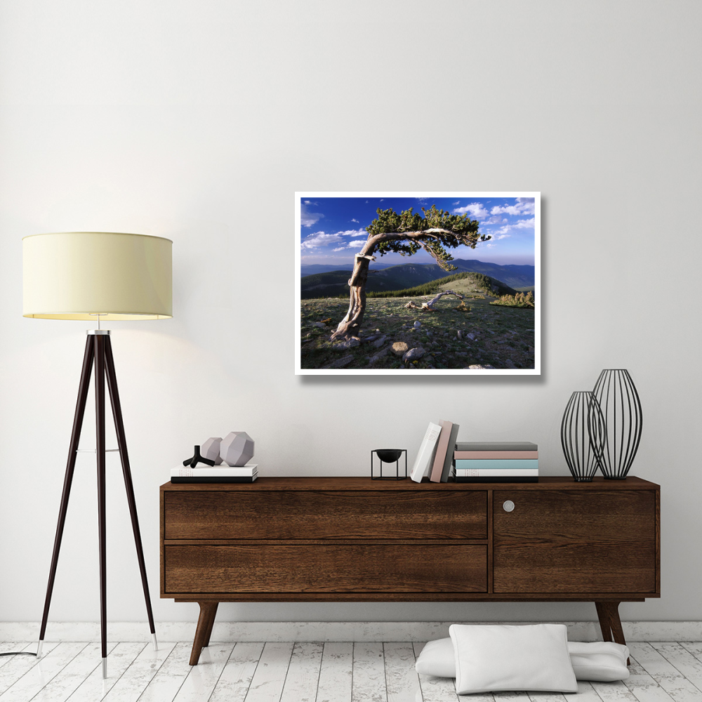 Bristlecone pine, Mt Evans, Colorado-Paper Art-42&quotx32"