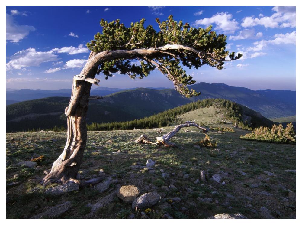 Bristlecone pine, Mt Evans, Colorado-Paper Art-50"x38"