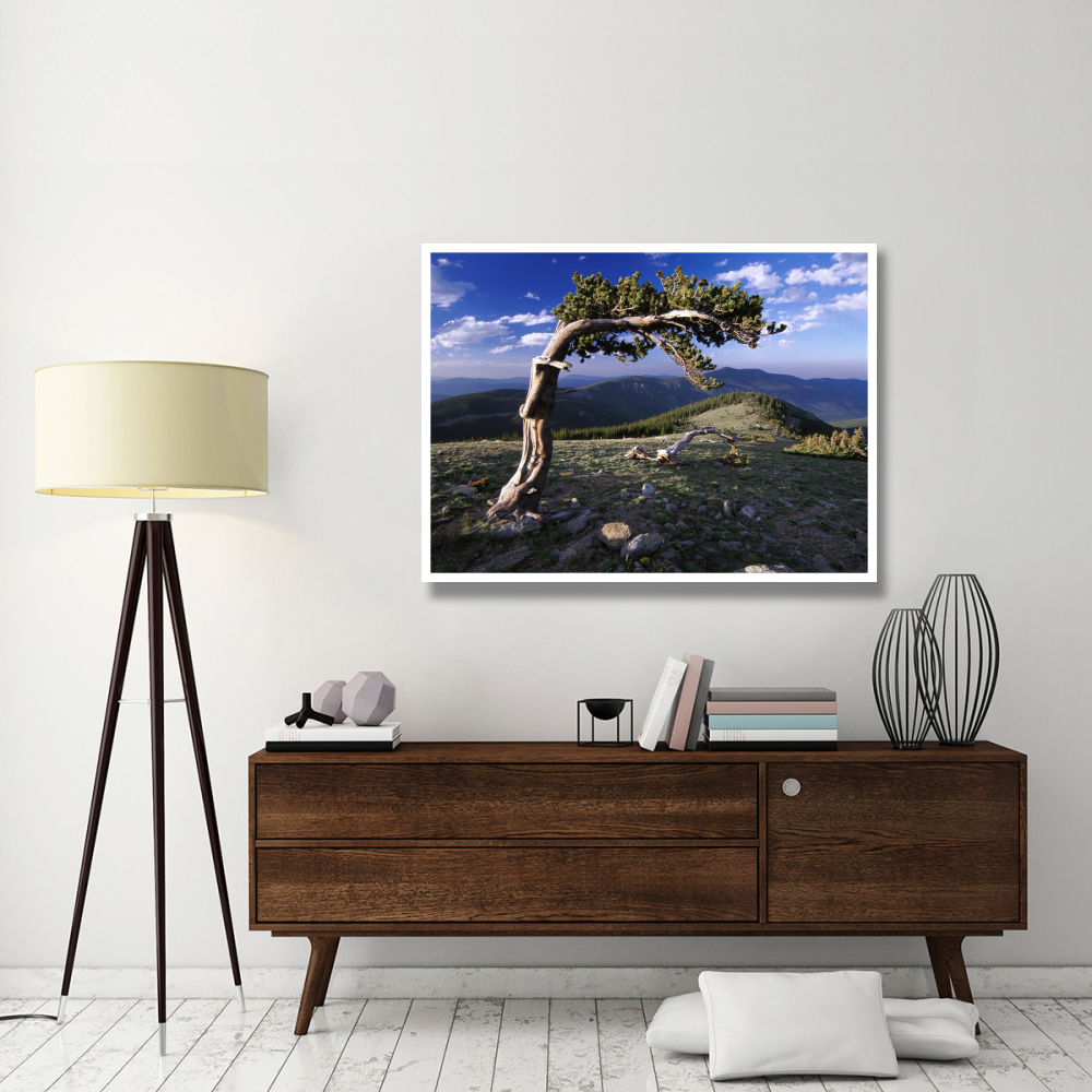 Bristlecone pine, Mt Evans, Colorado-Paper Art-50&quotx38"