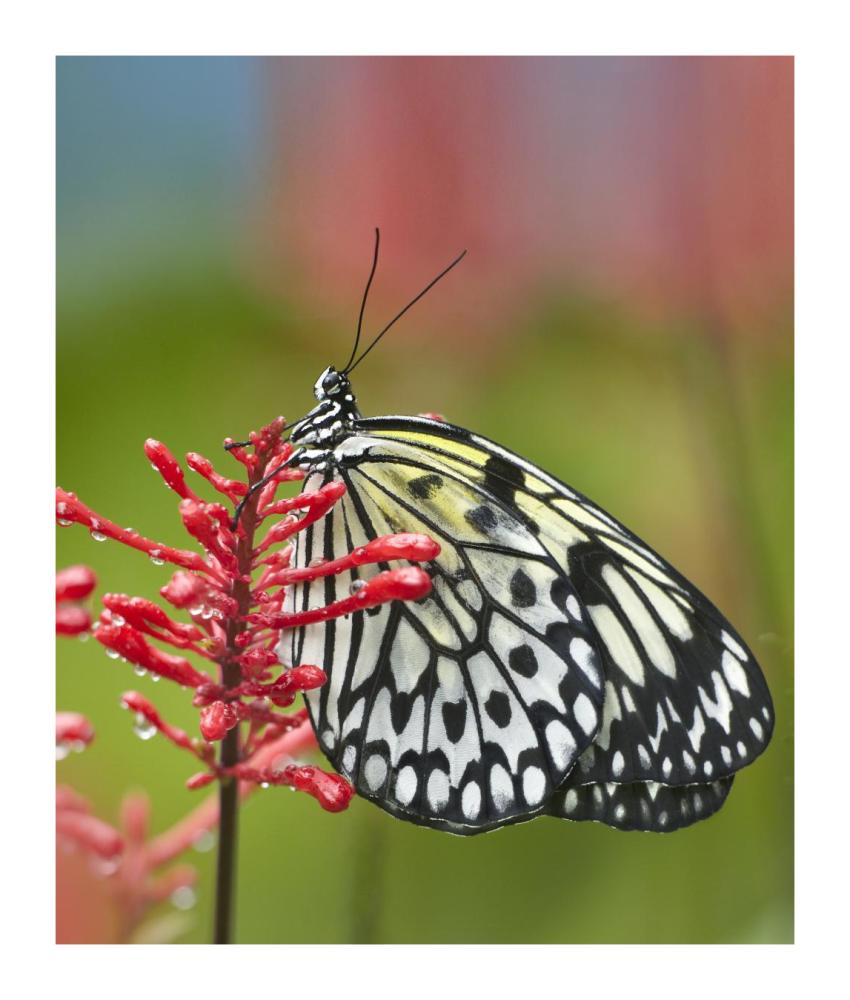Paper Kite butterfly, native to Asia-Paper Art-15.28"x18"