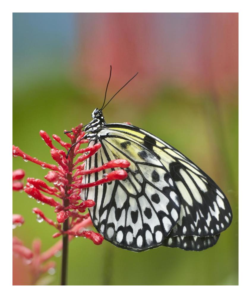 Paper Kite butterfly, native to Asia-Paper Art-20.26"x24"