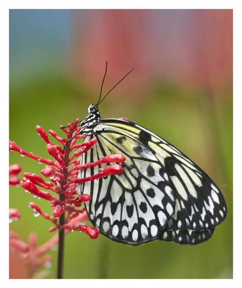 Paper Kite butterfly, native to Asia-Paper Art-26.9"x32"