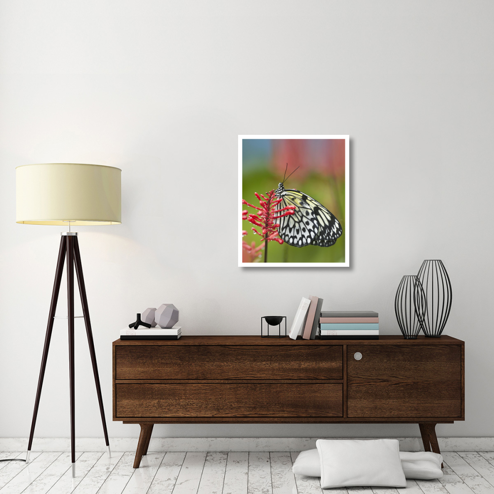 Paper Kite butterfly, native to Asia-Paper Art-26.9&quotx32"