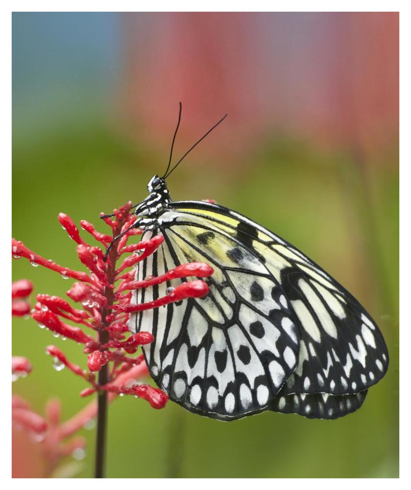 Paper Kite butterfly, native to Asia-Paper Art-35.2"x42"