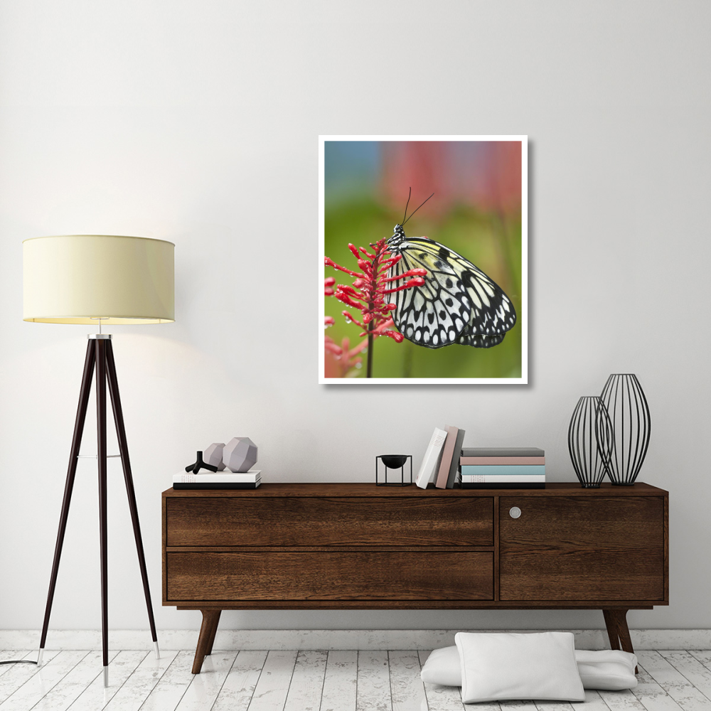 Paper Kite butterfly, native to Asia-Paper Art-35.2&quotx42"