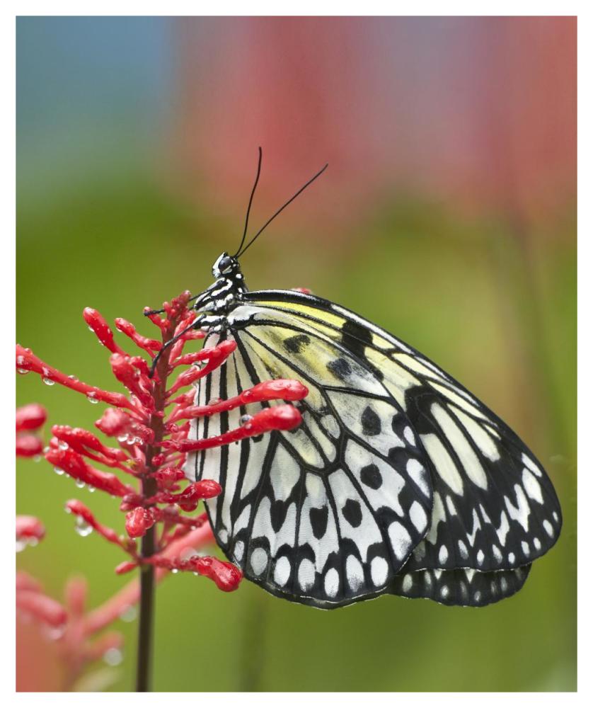Paper Kite butterfly, native to Asia-Paper Art-38.52"x46"