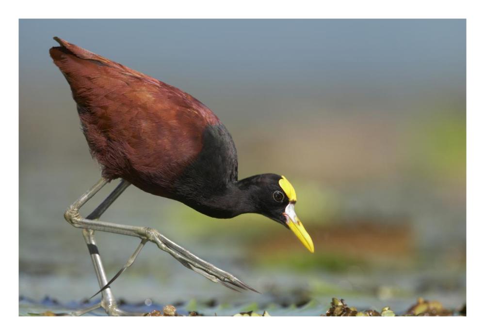 Northern Jacana foraging, Costa Rica-Paper Art-26"x18"