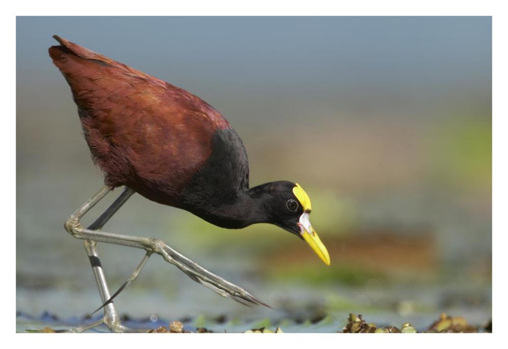 Northern Jacana foraging, Costa Rica-Paper Art-32"x22"
