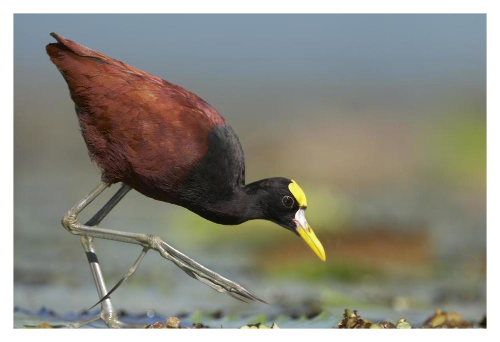 Northern Jacana foraging, Costa Rica-Paper Art-38"x26"