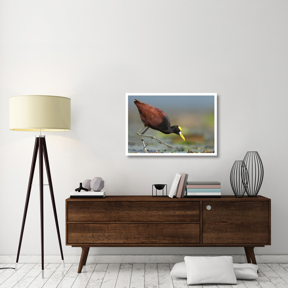 Northern Jacana foraging, Costa Rica-Paper Art-38&quotx26"