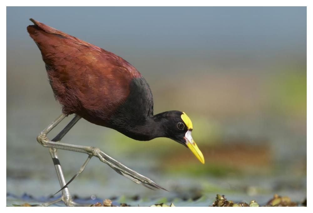 Northern Jacana foraging, Costa Rica-Paper Art-50"x34"