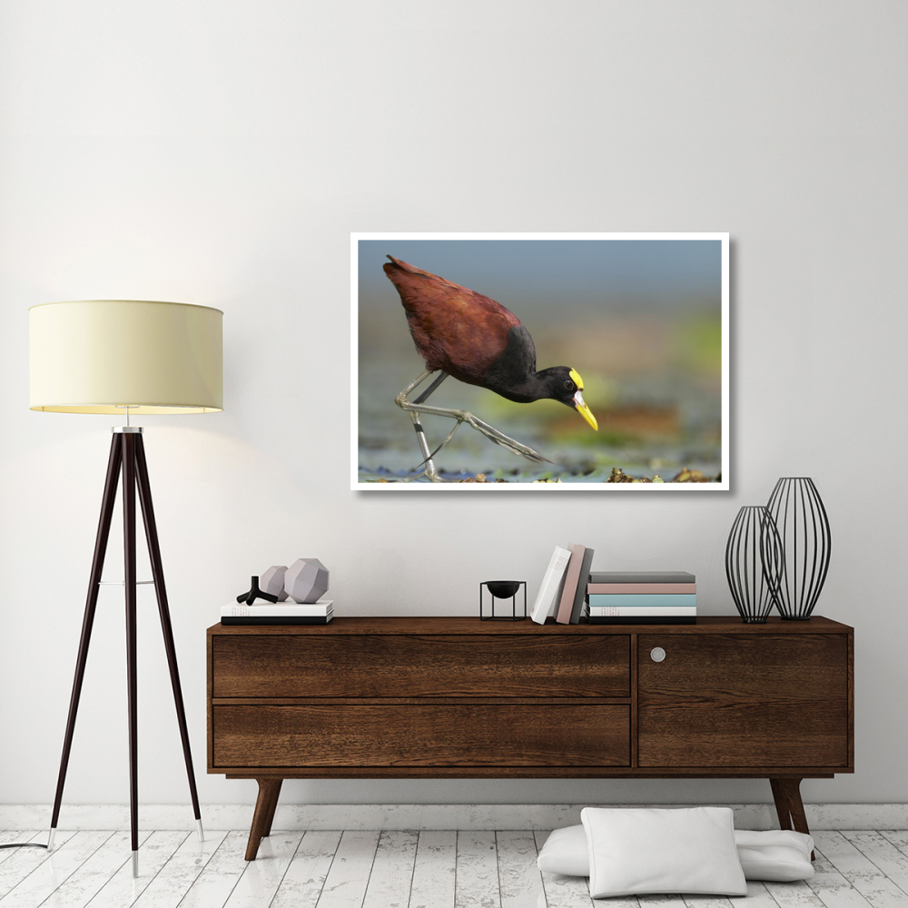 Northern Jacana foraging, Costa Rica-Paper Art-50&quotx34"