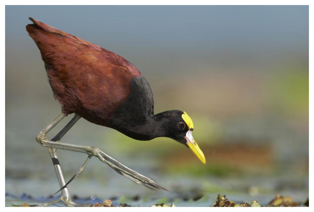 Northern Jacana foraging, Costa Rica-Paper Art-62"x42"