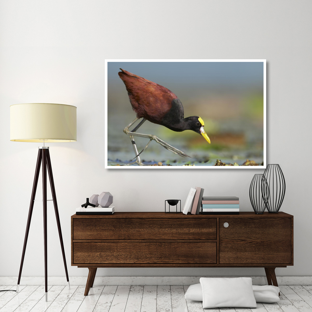 Northern Jacana foraging, Costa Rica-Paper Art-62&quotx42"