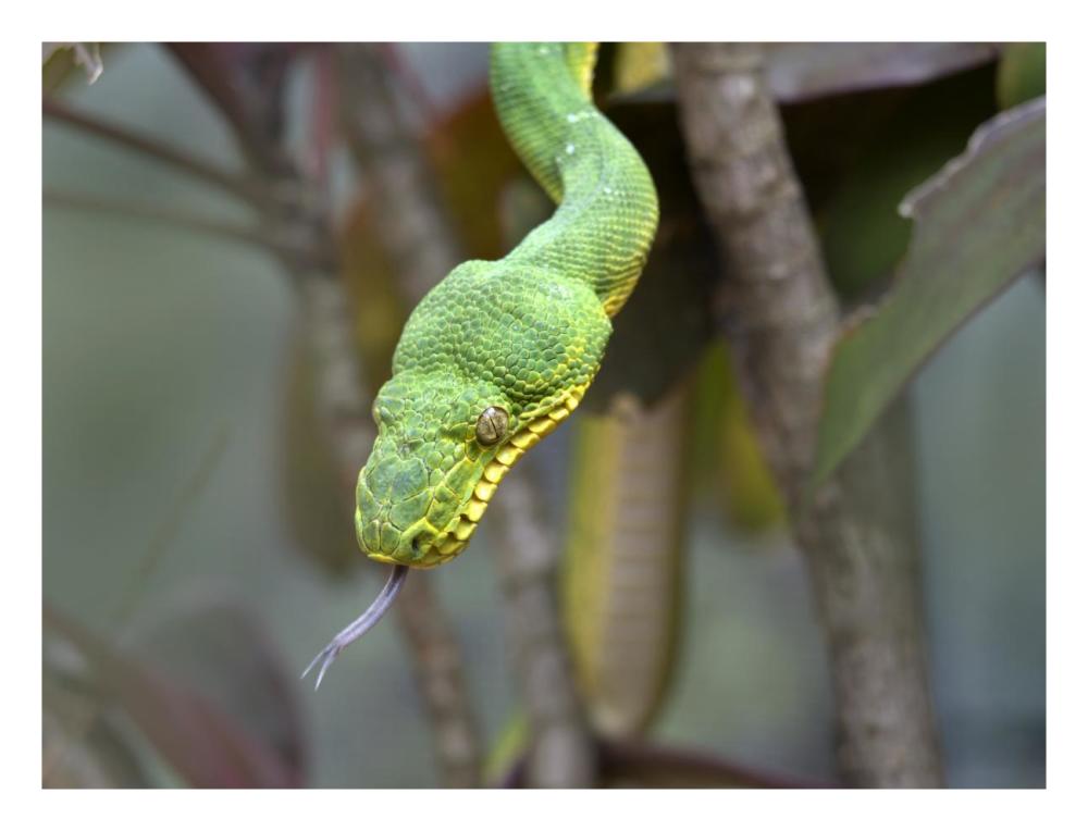 Emerald Tree Boa in tree, Costa Rica-Paper Art-26"x20"
