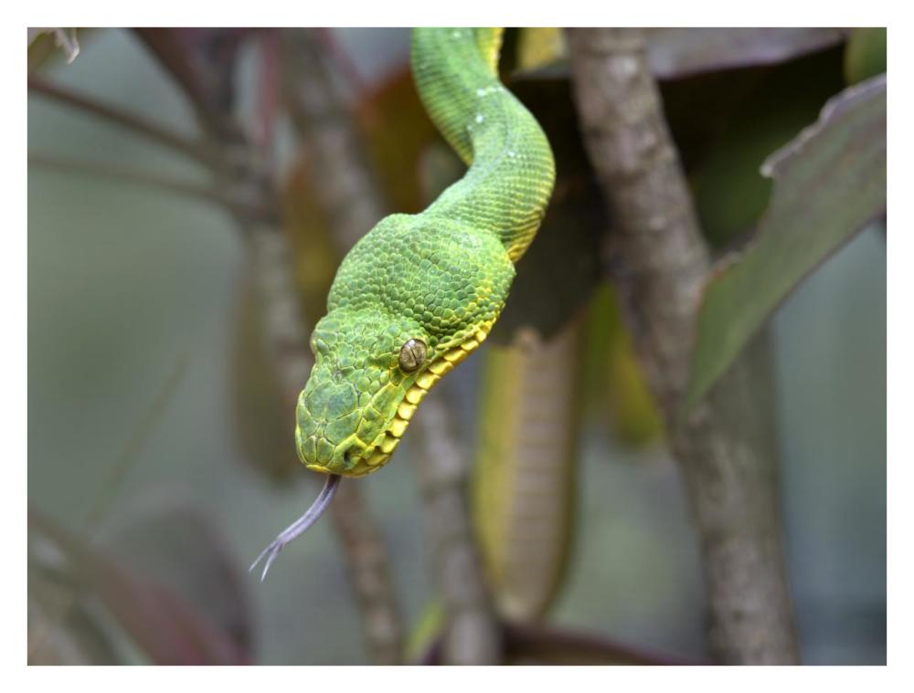 Emerald Tree Boa in tree, Costa Rica-Paper Art-34"x26"