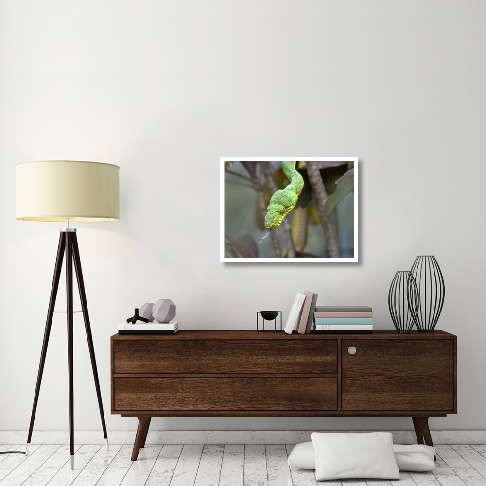 Emerald Tree Boa in tree, Costa Rica-Paper Art-34&quotx26"