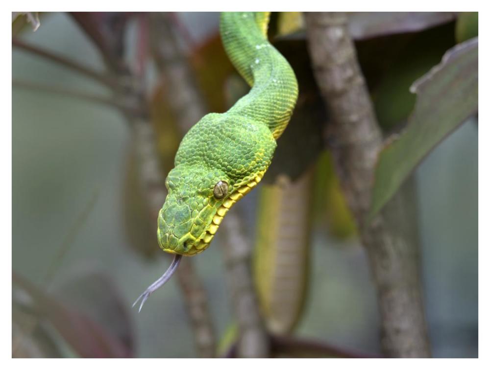 Emerald Tree Boa in tree, Costa Rica-Paper Art-42"x32"