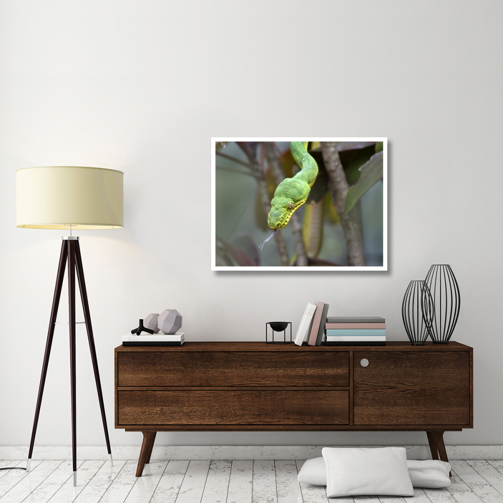 Emerald Tree Boa in tree, Costa Rica-Paper Art-42&quotx32"