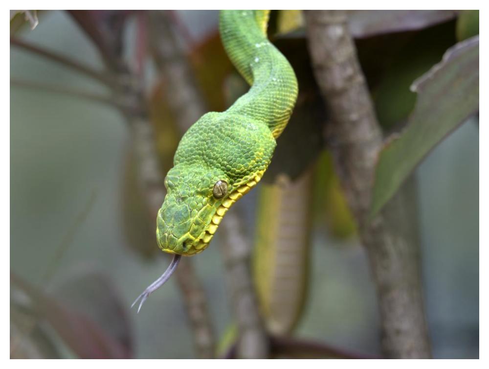 Emerald Tree Boa in tree, Costa Rica-Paper Art-50"x38"