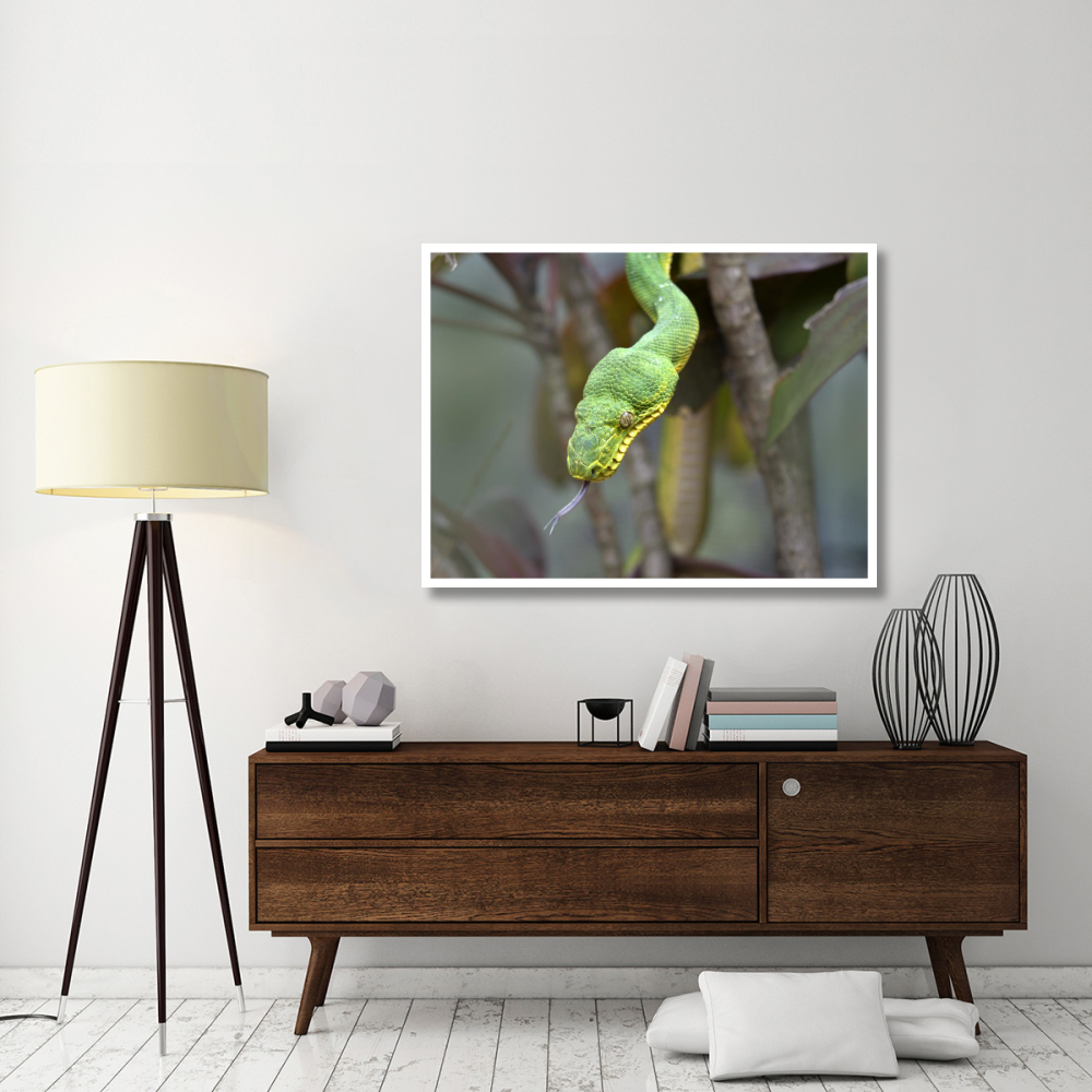 Emerald Tree Boa in tree, Costa Rica-Paper Art-50&quotx38"