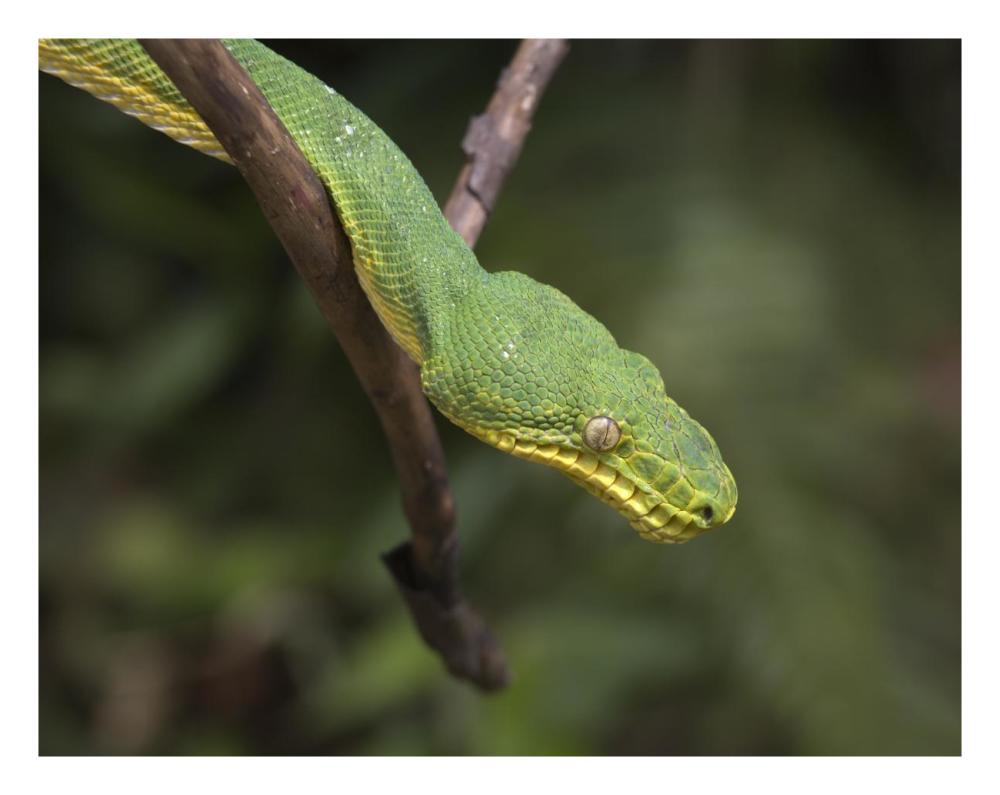 Emerald Tree Boa in tree, Costa Rica-Paper Art-26"x20"