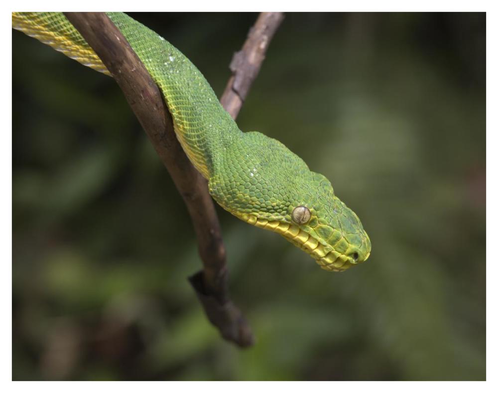 Emerald Tree Boa in tree, Costa Rica-Paper Art-42"x32"