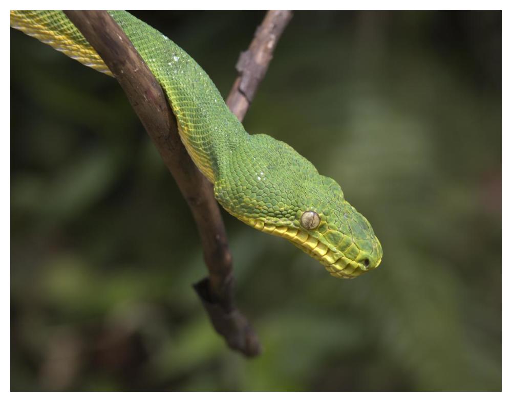 Emerald Tree Boa in tree, Costa Rica-Paper Art-50"x38"