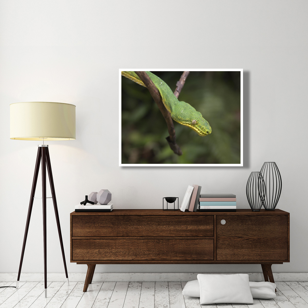 Emerald Tree Boa in tree, Costa Rica-Paper Art-50&quotx38"