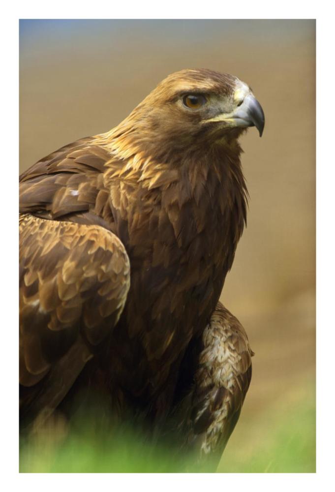 Golden Eagle portrait, North America-Paper Art-18"x26"