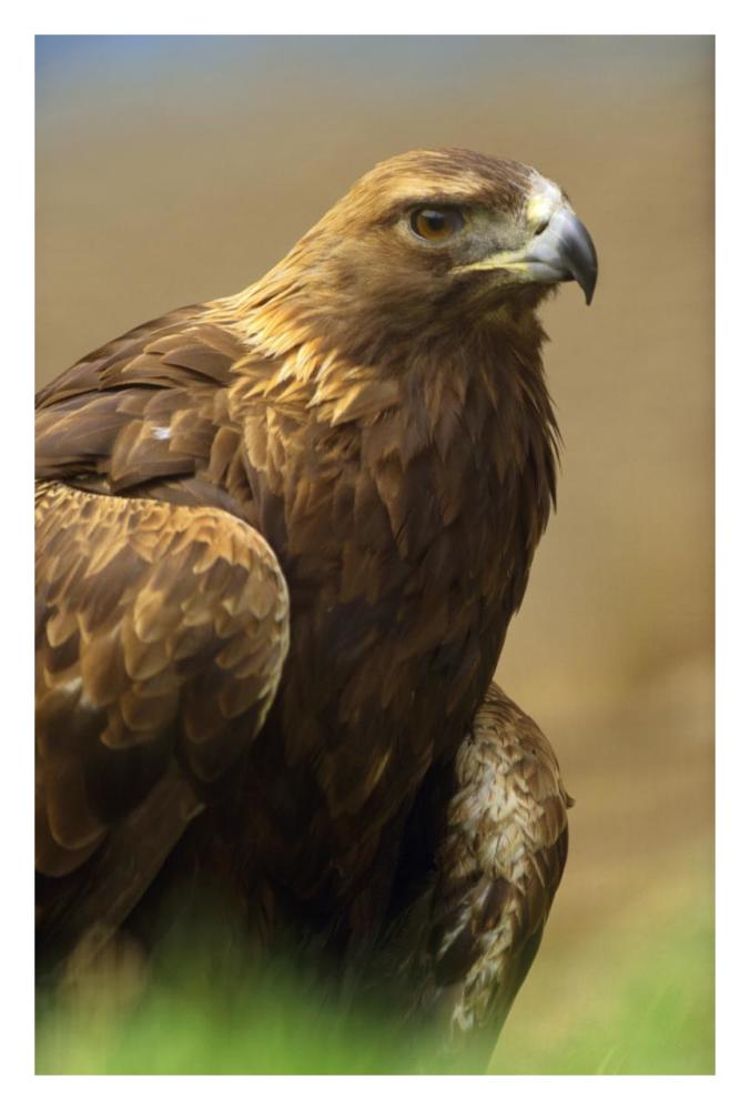Golden Eagle portrait, North America-Paper Art-22"x32"