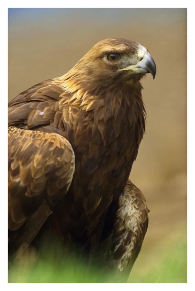 Golden Eagle portrait, North America-Paper Art-26"x38"