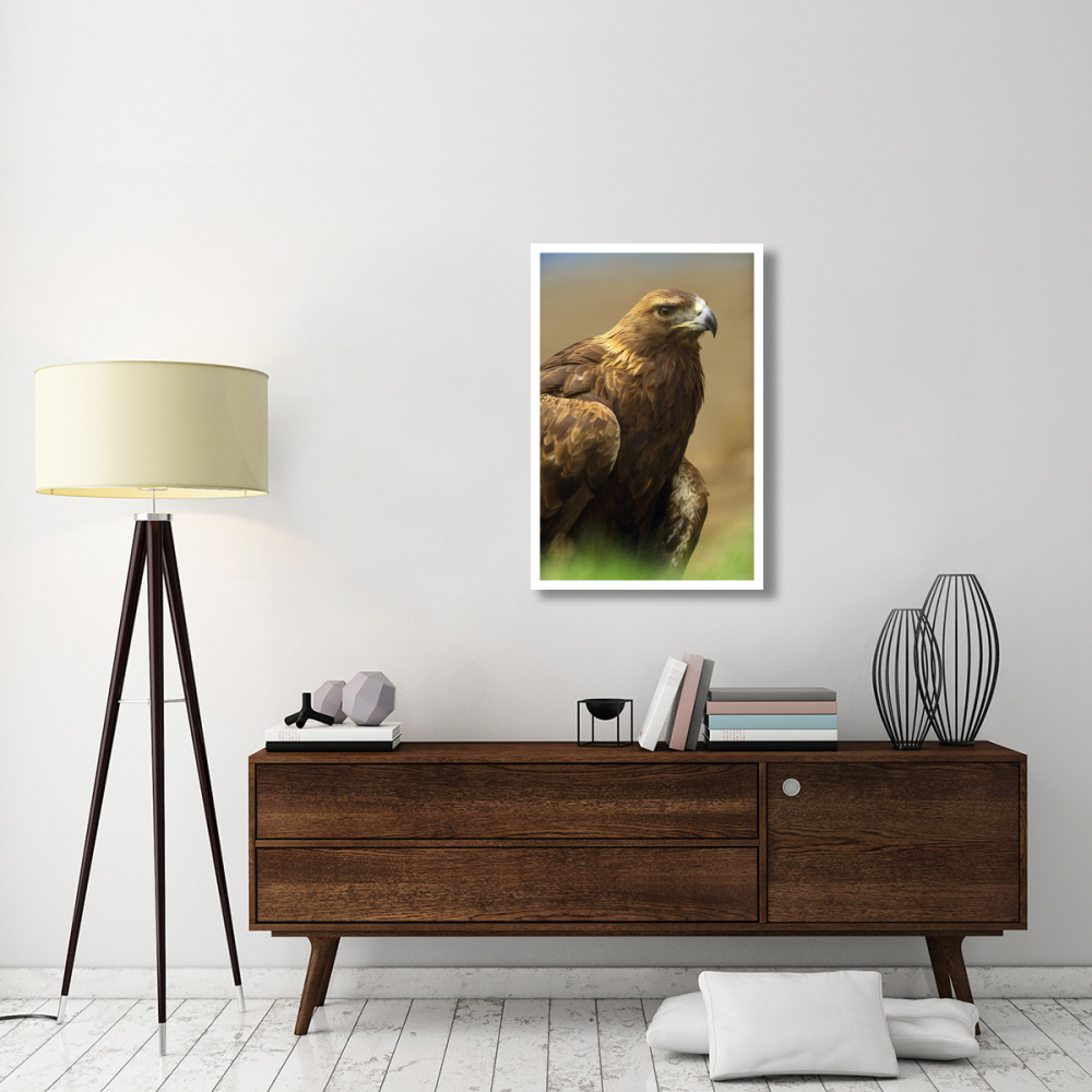 Golden Eagle portrait, North America-Paper Art-26&quotx38"