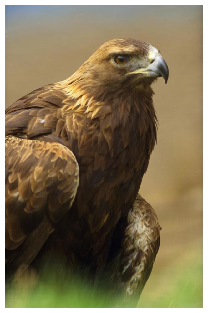 Golden Eagle portrait, North America-Paper Art-42"x62"