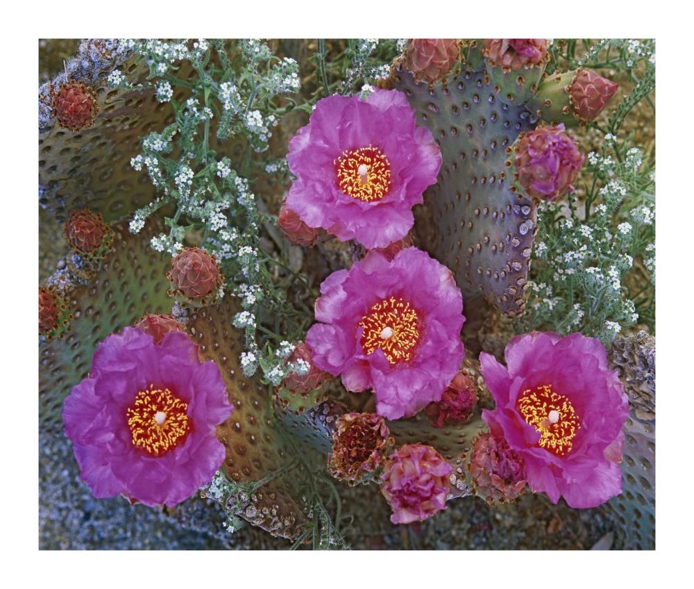 Beavertail Cactus flowering, Arizona-Paper Art-18"x15.28"