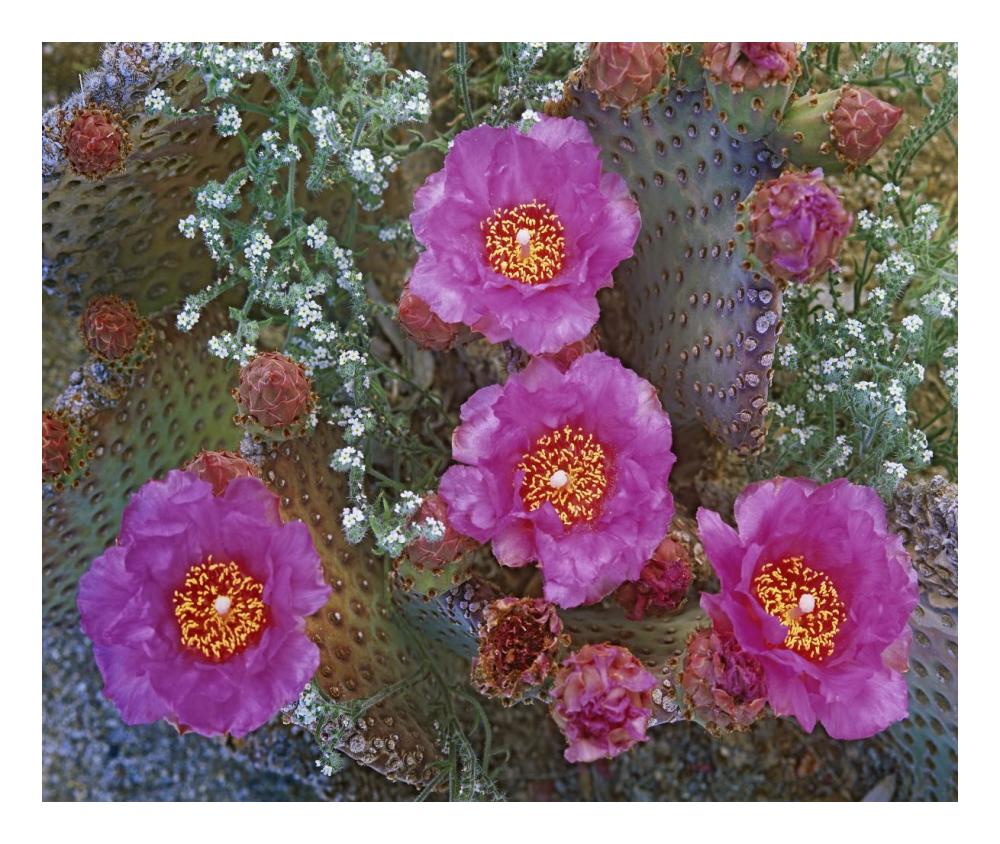 Beavertail Cactus flowering, Arizona-Paper Art-24"x20.26"