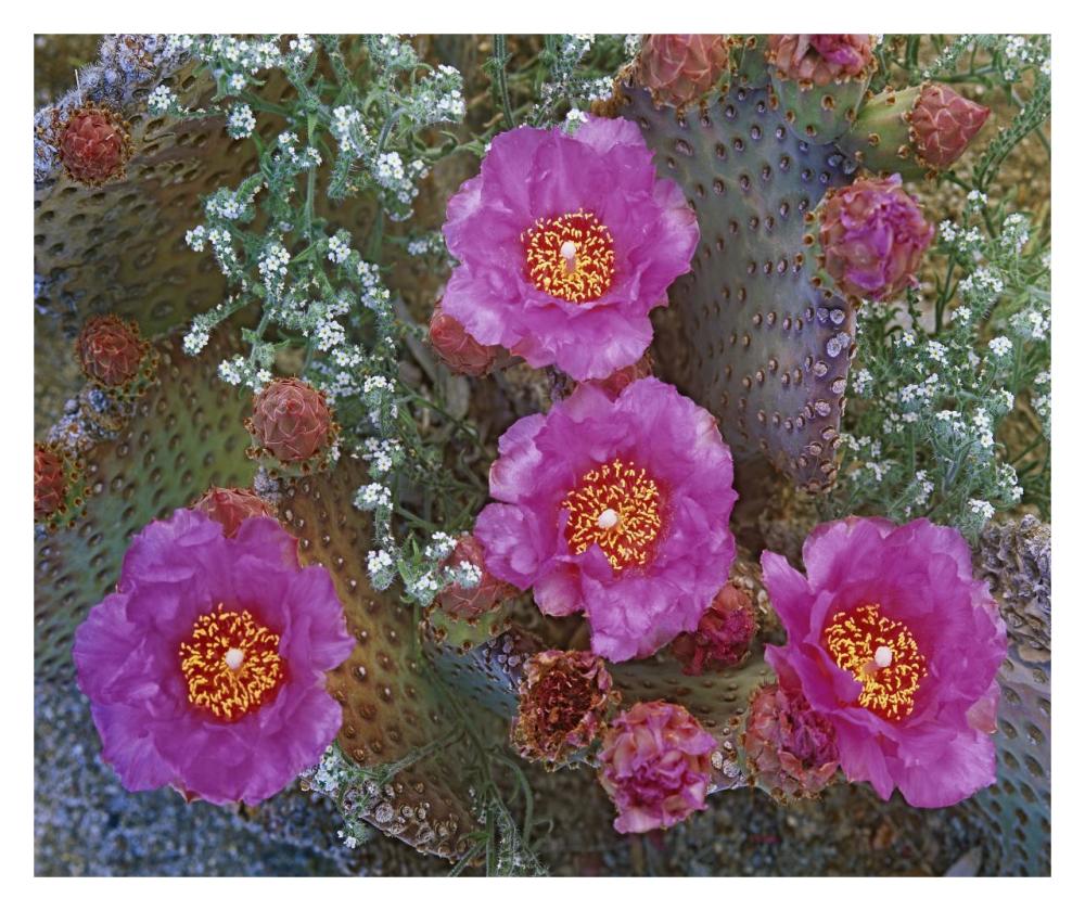 Beavertail Cactus flowering, Arizona-Paper Art-32"x26.9"