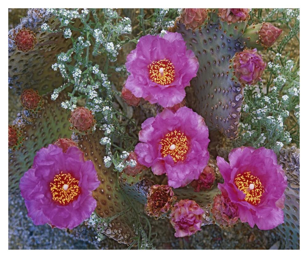 Beavertail Cactus flowering, Arizona-Paper Art-38"x31.88"