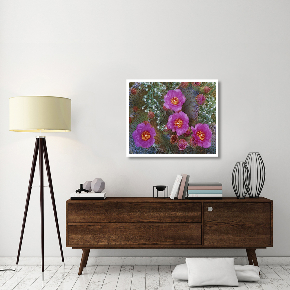 Beavertail Cactus flowering, Arizona-Paper Art-38&quotx31.88"