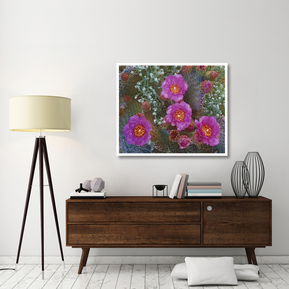 Beavertail Cactus flowering, Arizona-Paper Art-46&quotx38.52"