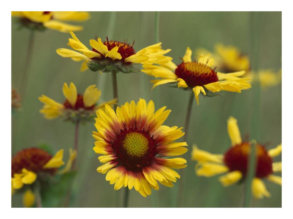 Indian Blanket flowers North America-Paper Art-26"x20"