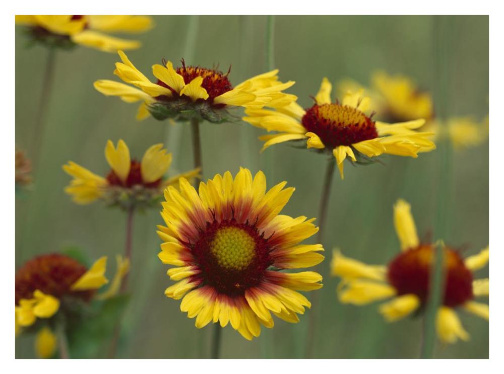 Indian Blanket flowers North America-Paper Art-34"x26"